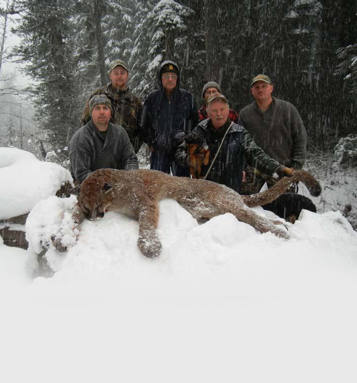 Cougar Hunting Vancouver Island