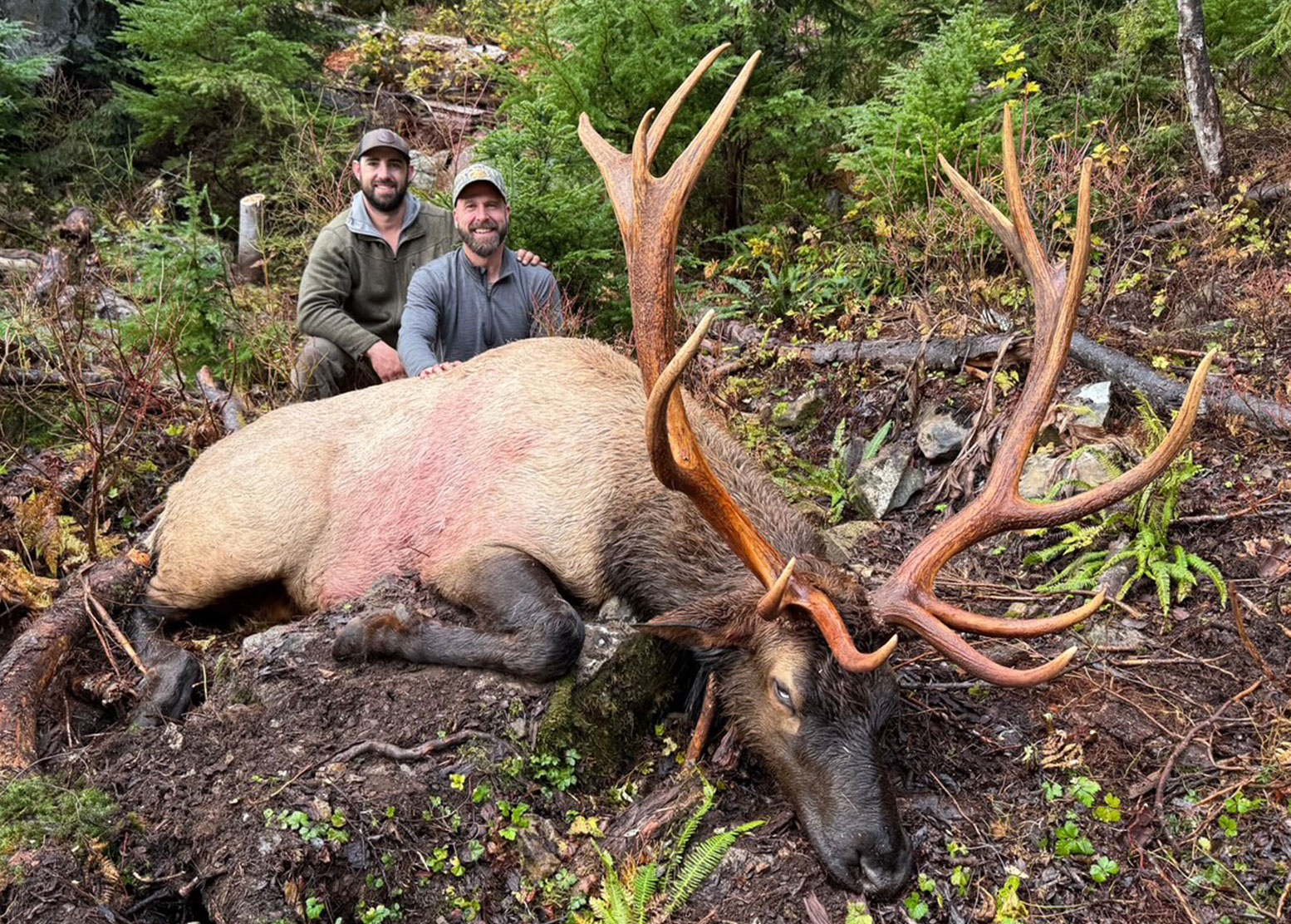 Roosevelt Elk Hunting Vancouver Island