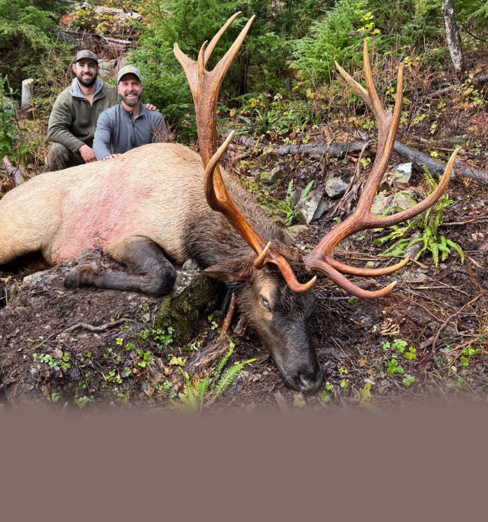 Roosevelt Elk Hunting Vancouver Island