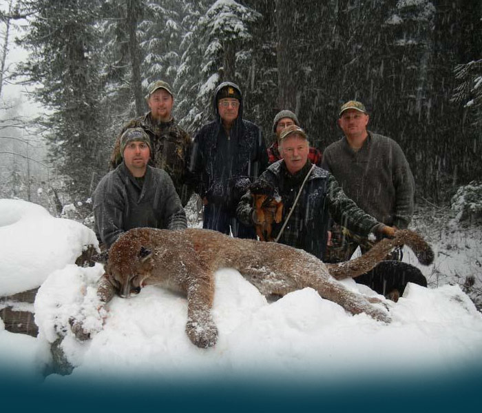 Cougar - QUALITY BIG GAME HUNTING - VANCOUVER ISLAND & KNIGHT INLET, BC